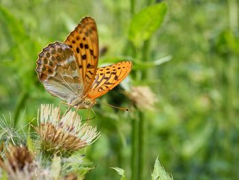 Close-up of butterfly pollinating on flower