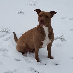 Horse on snow during winter