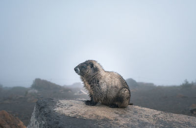 Elephant sitting on rock against sky