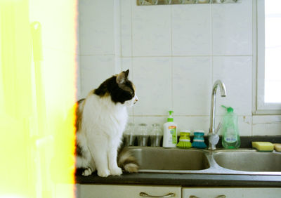 Cat sitting in a bathroom