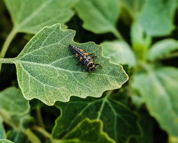 Close-up of insect on leaf