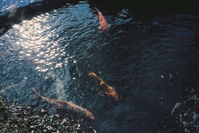 High angle view of koi carps swimming in water