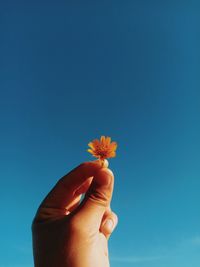 Close-up of hand holding flower against blue sky