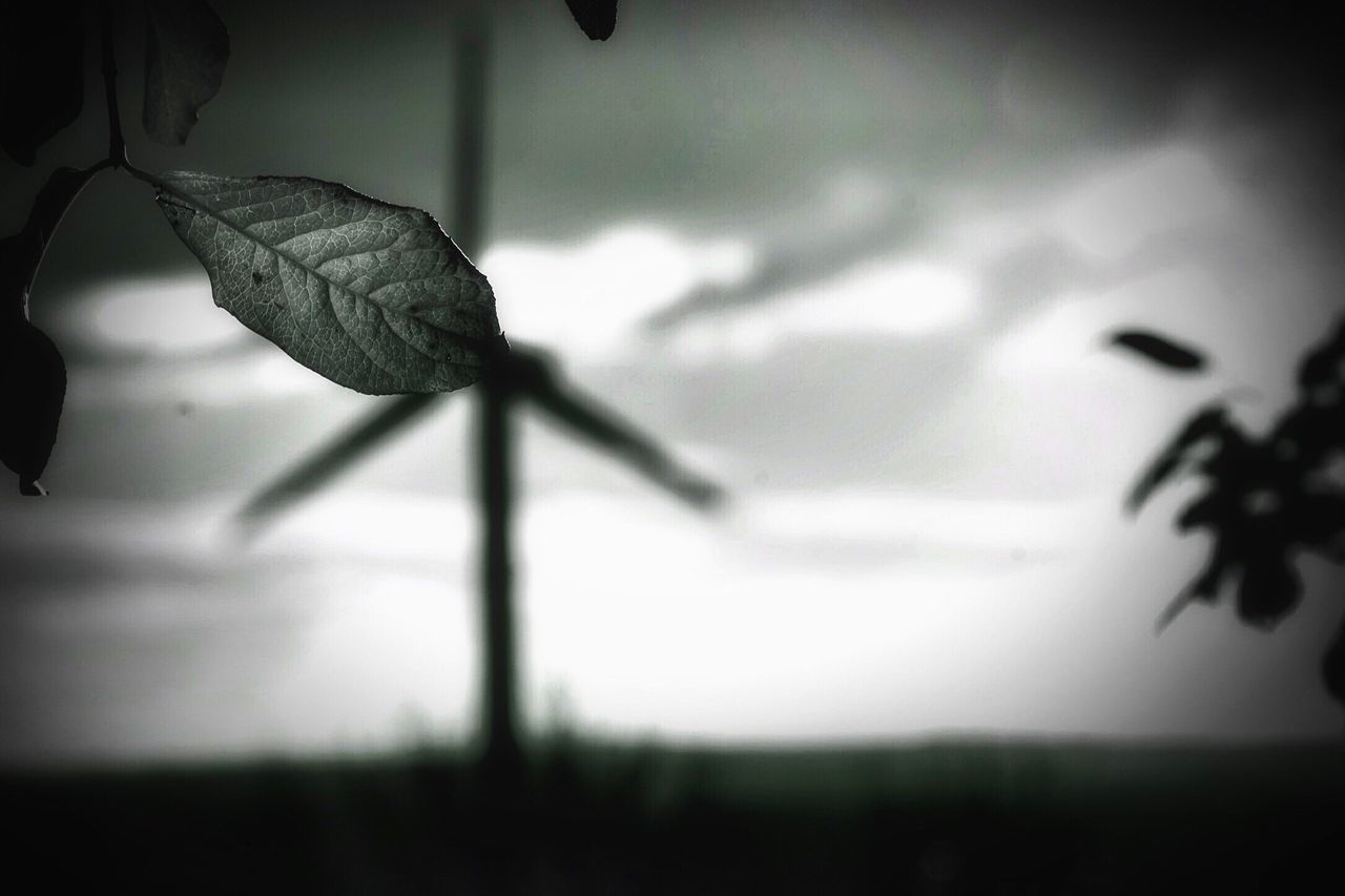 plant, focus on foreground, no people, nature, close-up, silhouette, day, animal themes, insect, outdoors, sky, fragility, web