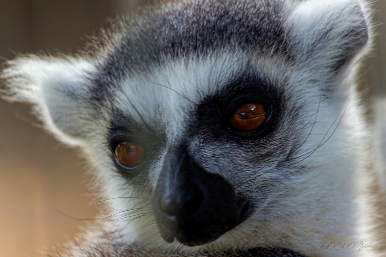 animal themes, one animal, close-up, animal head, portrait, wildlife, animals in the wild, animal body part, looking at camera, focus on foreground, mammal, animal eye, pets, domestic animals, bird, animal hair, front view, zoology, no people