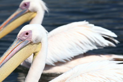 Close-up side view of birds in water