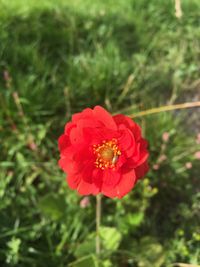 Close-up of red flower