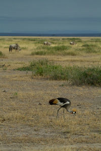 Grey crowned crane bird eating bugs in the grass