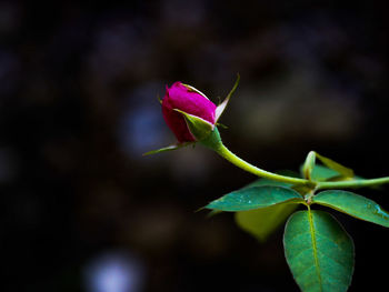 Close-up of pink flower growing outdoors