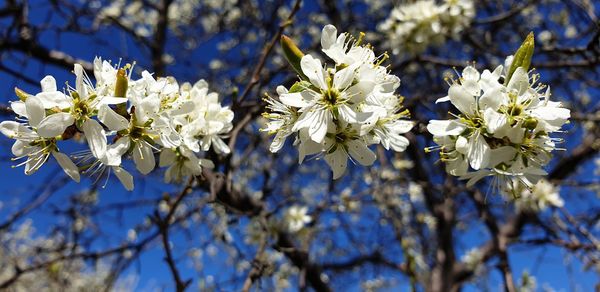 Close-up of white flowering plant against blue sky