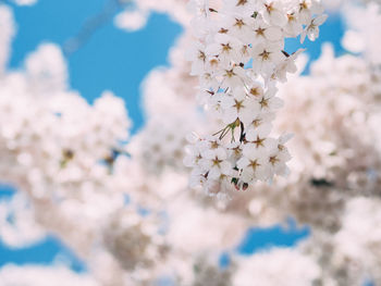 Low angle view of apple blossoms in spring