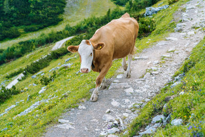 Cow on road austrian alps meadow. cow and calf on alpine pasture in green hills alps.