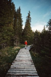 Rear view of woman on boardwalk amidst trees in forest