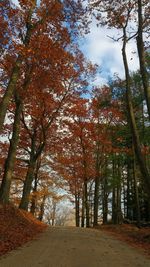 Trees in park