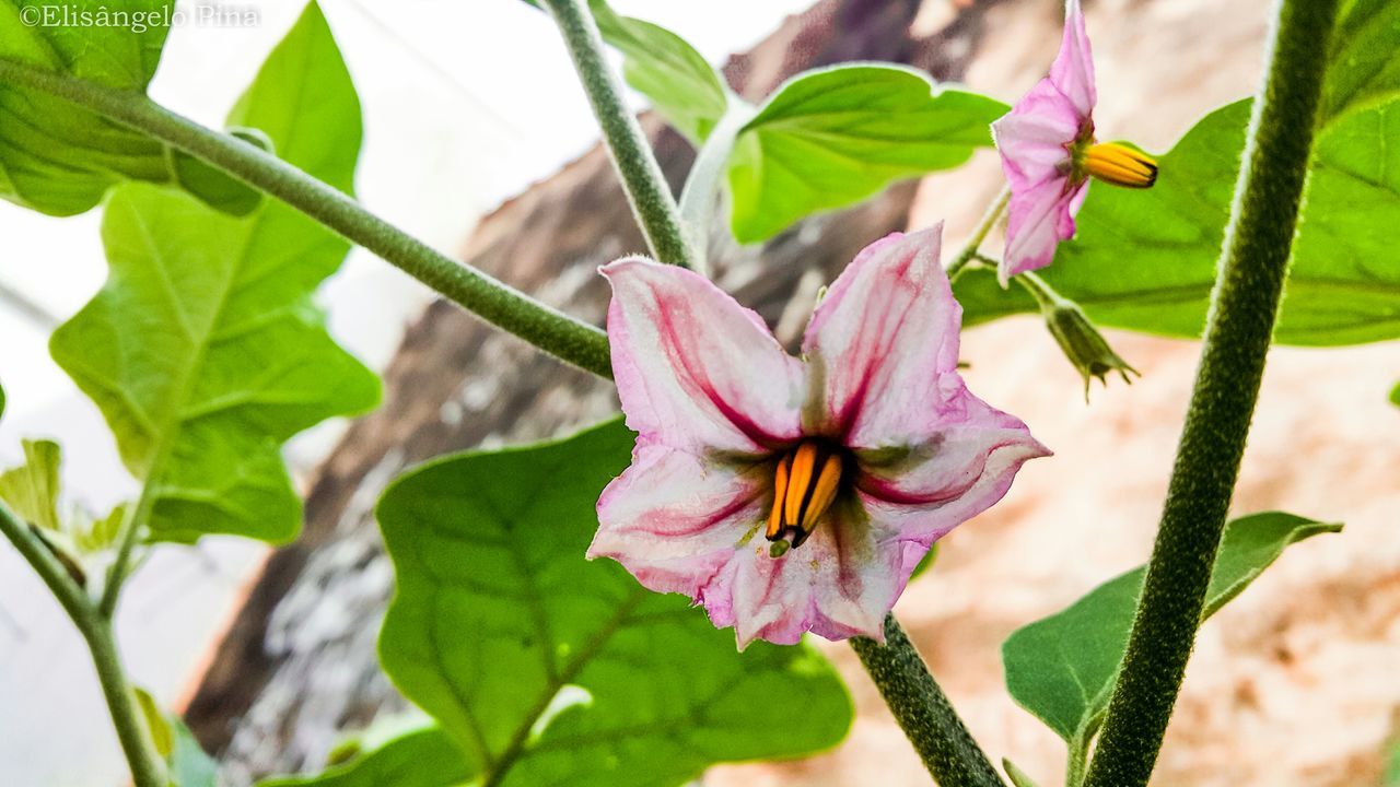 CLOSE-UP OF PINK FLOWERS