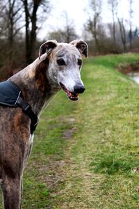 Portrait of dog standing on field