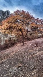 Bare trees on landscape against sky