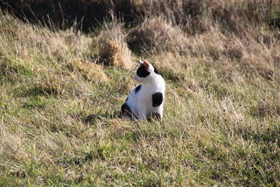 View of a rabbit on field