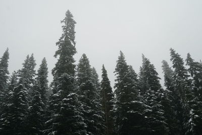 Low angle view of pine trees against sky during winter