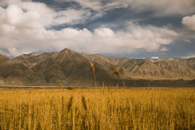 Scenic view of agricultural field against sky