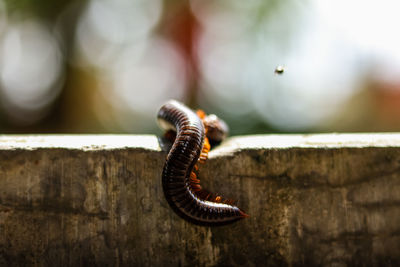 Close-up of caterpillar