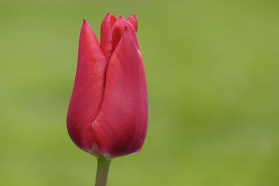 Close-up of red tulip