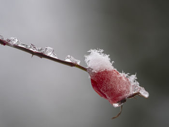 Close-up of frozen plant