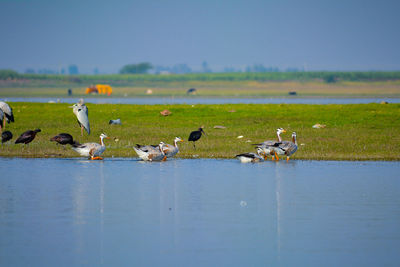 Bar headed ducks in a lake