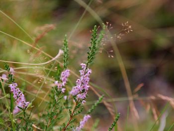 Close-up of purple flowering plant