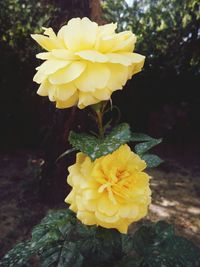 Close-up of yellow flower