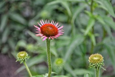 Close-up of red flowering plant