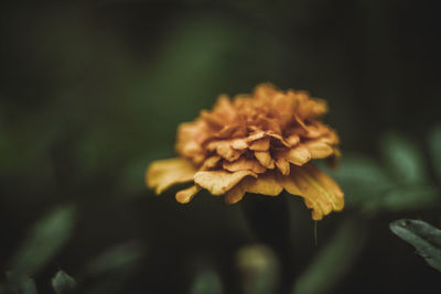 Close-up of wilted flower