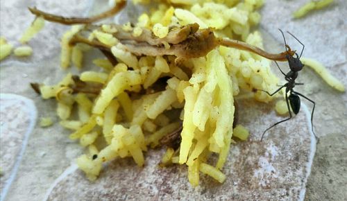 Close-up of yellow flower