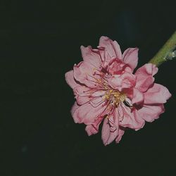 Close-up of pink flower blooming against black background