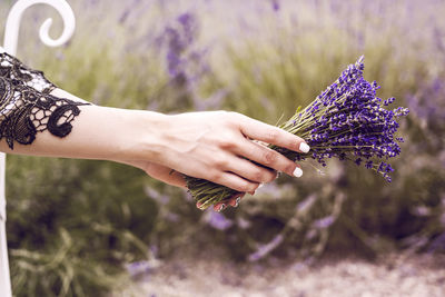 Cropped hands of woman holding purple flowers