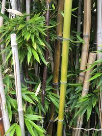 Close-up of bamboo plants