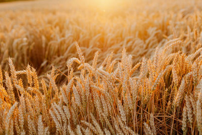 Close-up of wheat field