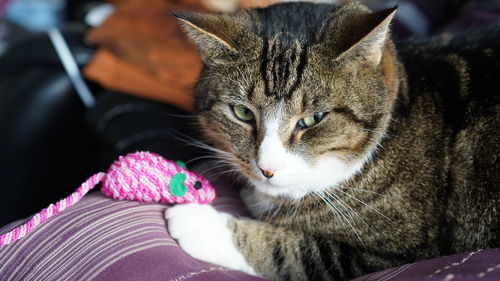 Close-up of cat resting with mouse toy