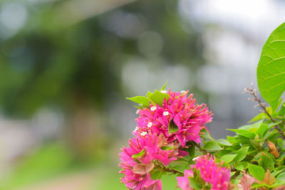 Close-up of pink flowering plant