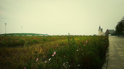 Plants growing on grassy field