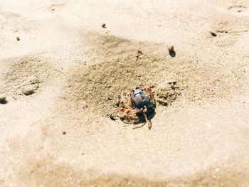 High angle view of crab at beach