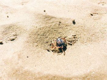High angle view of crab on sand
