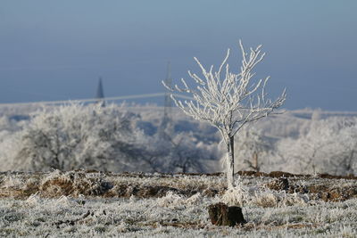 Close-up of bare tree on field during winter