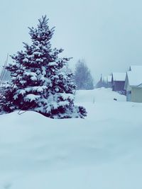 Tree by building against sky during winter