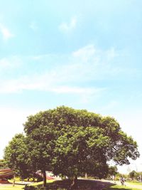 Low angle view of trees against sky