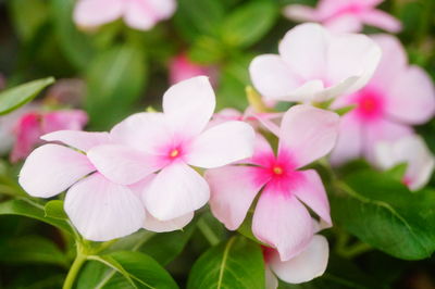 Close-up of pink flowering plant