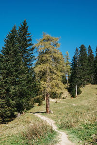 Trees growing on field against clear sky