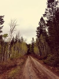 Dirt road in forest against sky