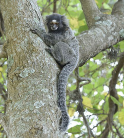 Low angle view of squirrel on tree trunk