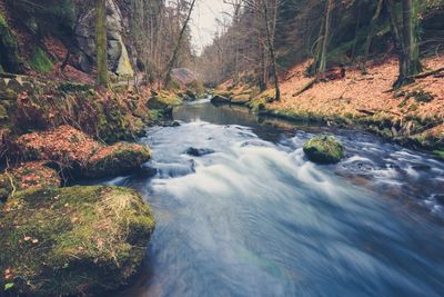 River flowing through forest